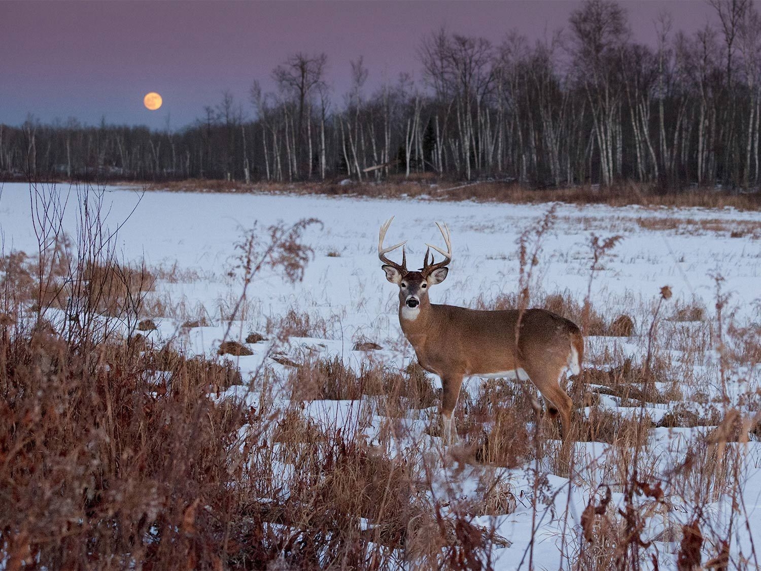 How Moon Phases Will Impact Deer Hunting During The Rut This-Rutting Moon 2021