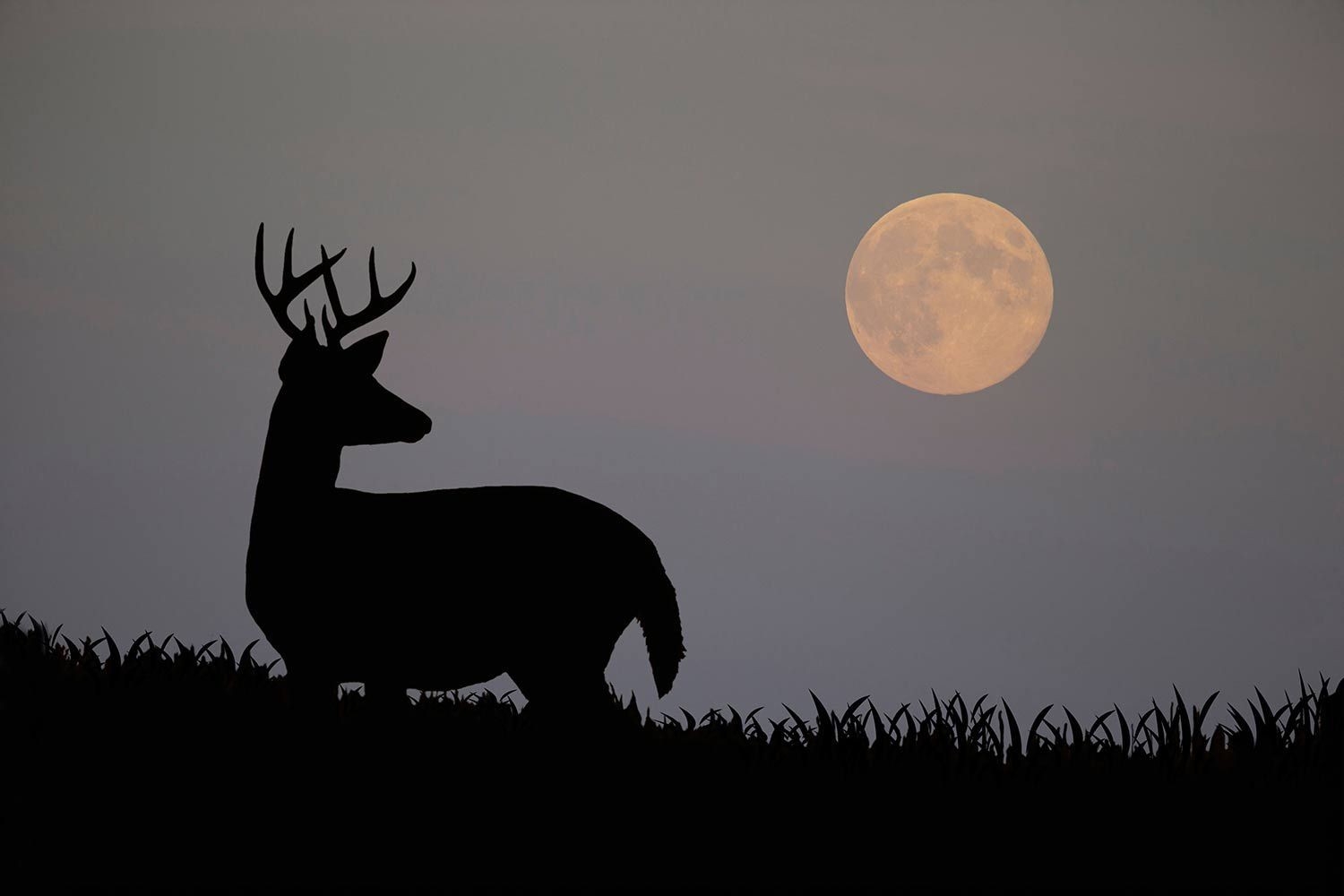 How Moon Phases Will Impact Deer Hunting During The Rut This-Rutting Moon 2021
