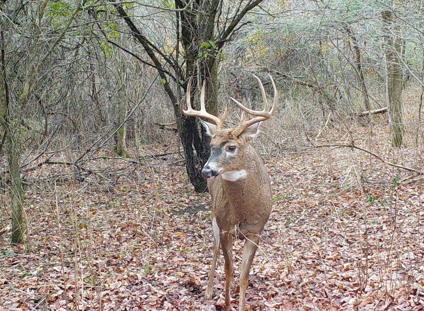 Hunters Will See Post-Thanksgiving Rutting Action-Rutting Moon 2021