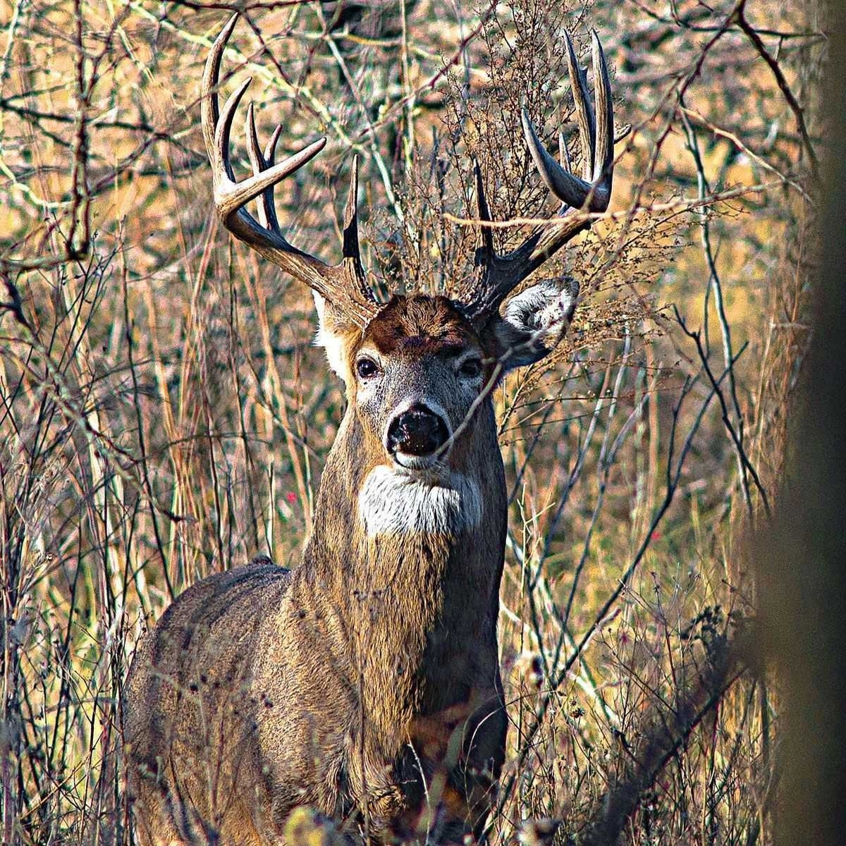 Lure In A Mature Pre-Rut Buck | Coastal Angler &amp; The Angler-Northeast Florida Deer Rut Dates