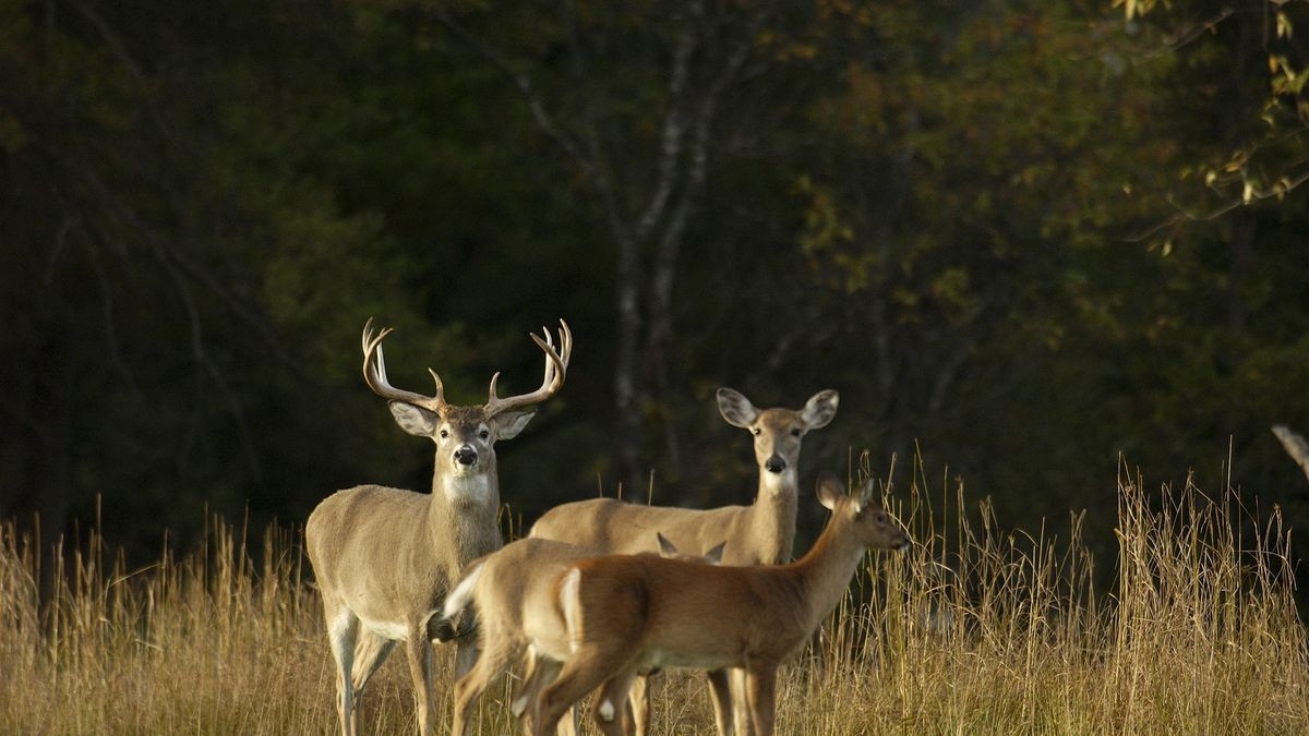 Michigan Dnr Proposing Deer Hunting Changes For 2021 Season-2021 Michigan Deer Rut