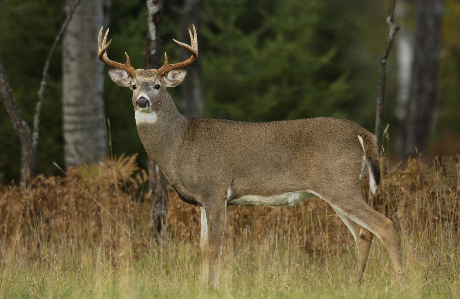 Michigan&#039;S Firearm Deer Hunting Season Begins Sunday-2021 Michigan Deer Rut