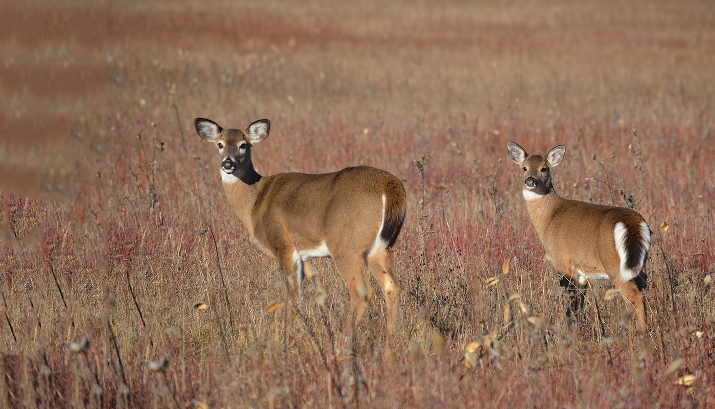 National Deer Association | Nda-Louisiana Deer Rut 2021-2021