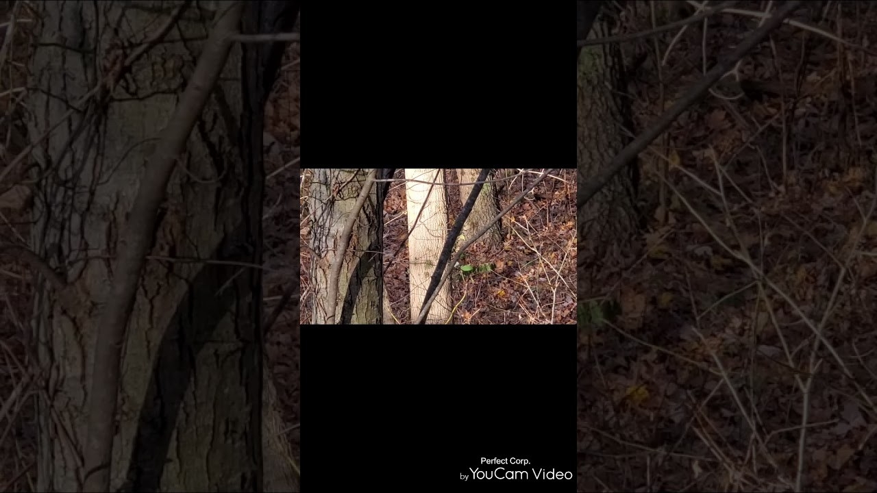 November 7Th Bow Hunting The Rut In Wv - Youtube-When The Rut In Wv
