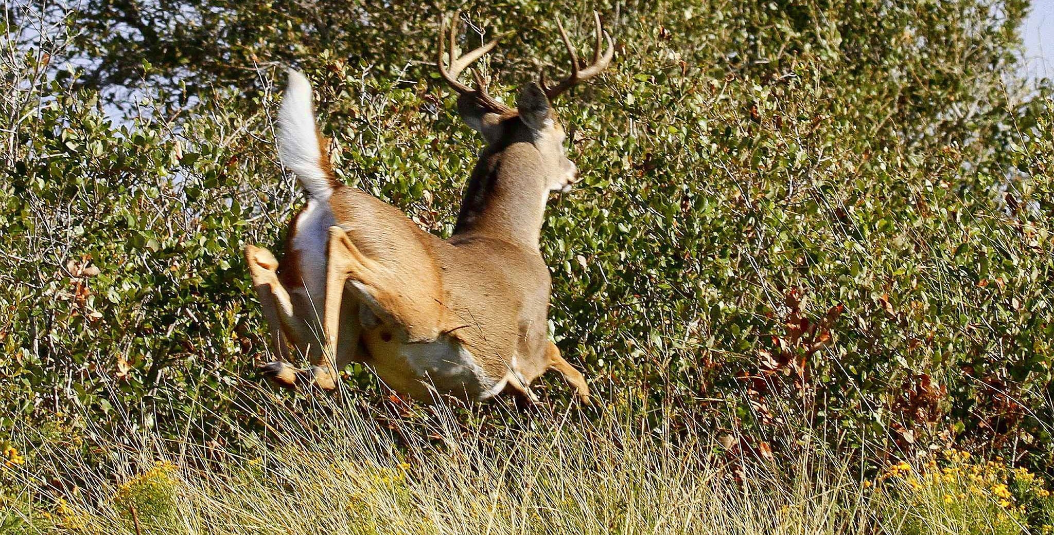 November Is Rut Season For Whitetails | My Canyon Lake-Texas Deer Hunting Rut