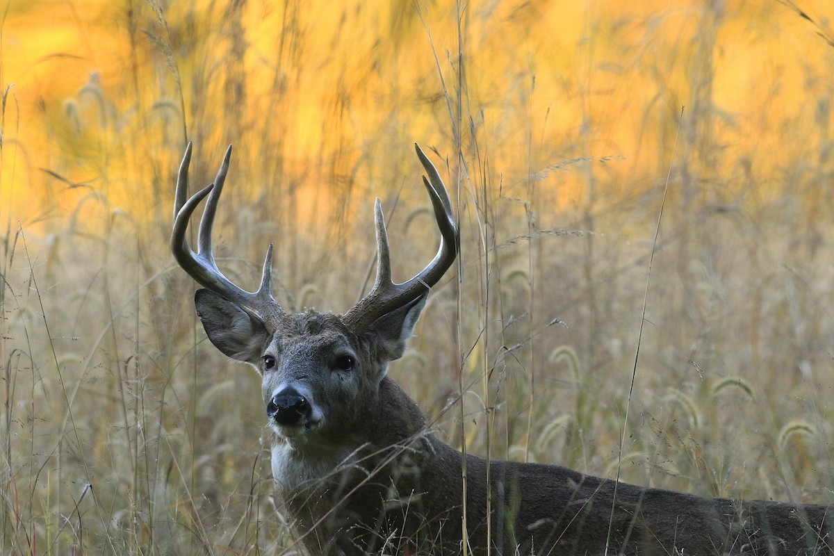 Outdoor Illinois Wildlife Journal-2021 Illinois Deer Rut Predictions