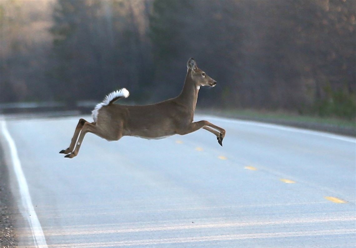 Outdoors: Deer Activity Spikes Due To Rut, Crop Harvest-2021 Michigan Deer Rut