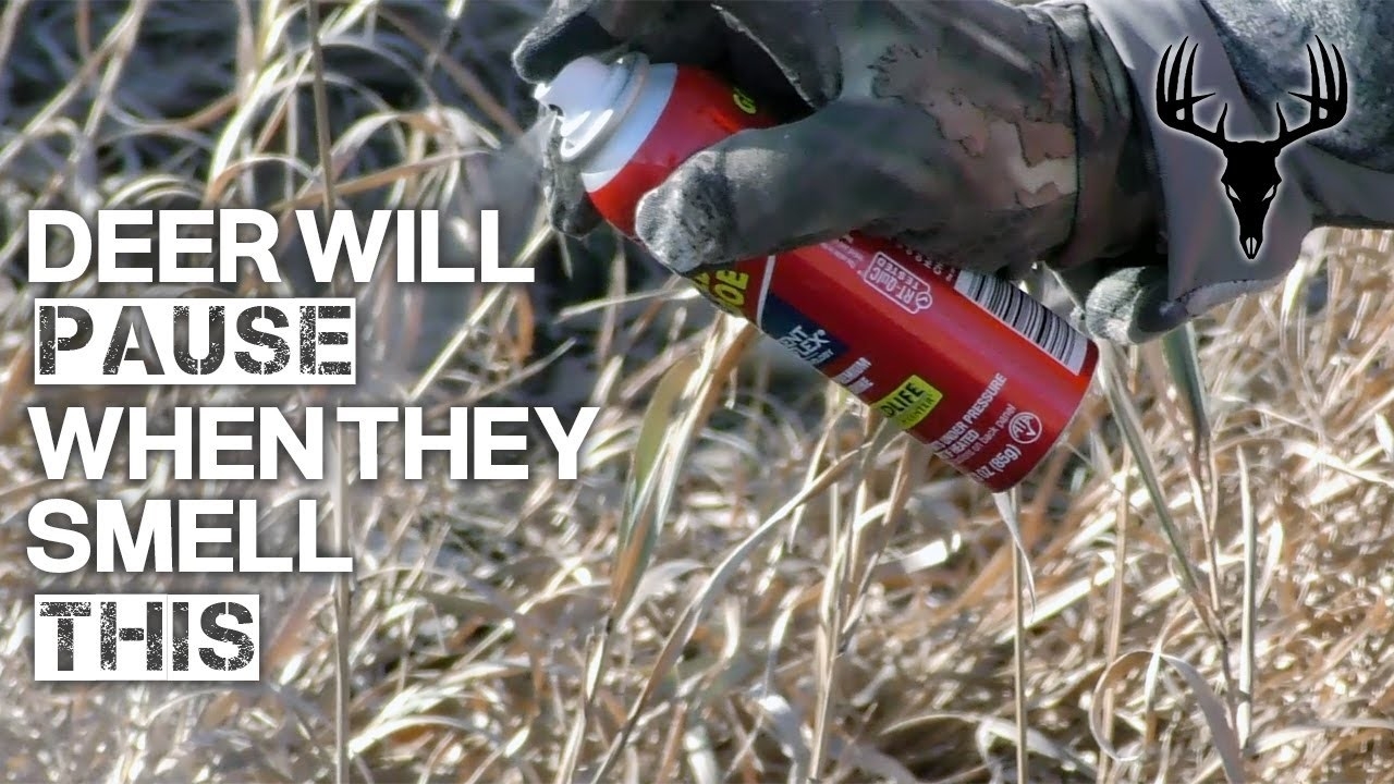 Position Deer Using This Doe Scent-2021-2021 Whitetail Deer Hunting Predictions