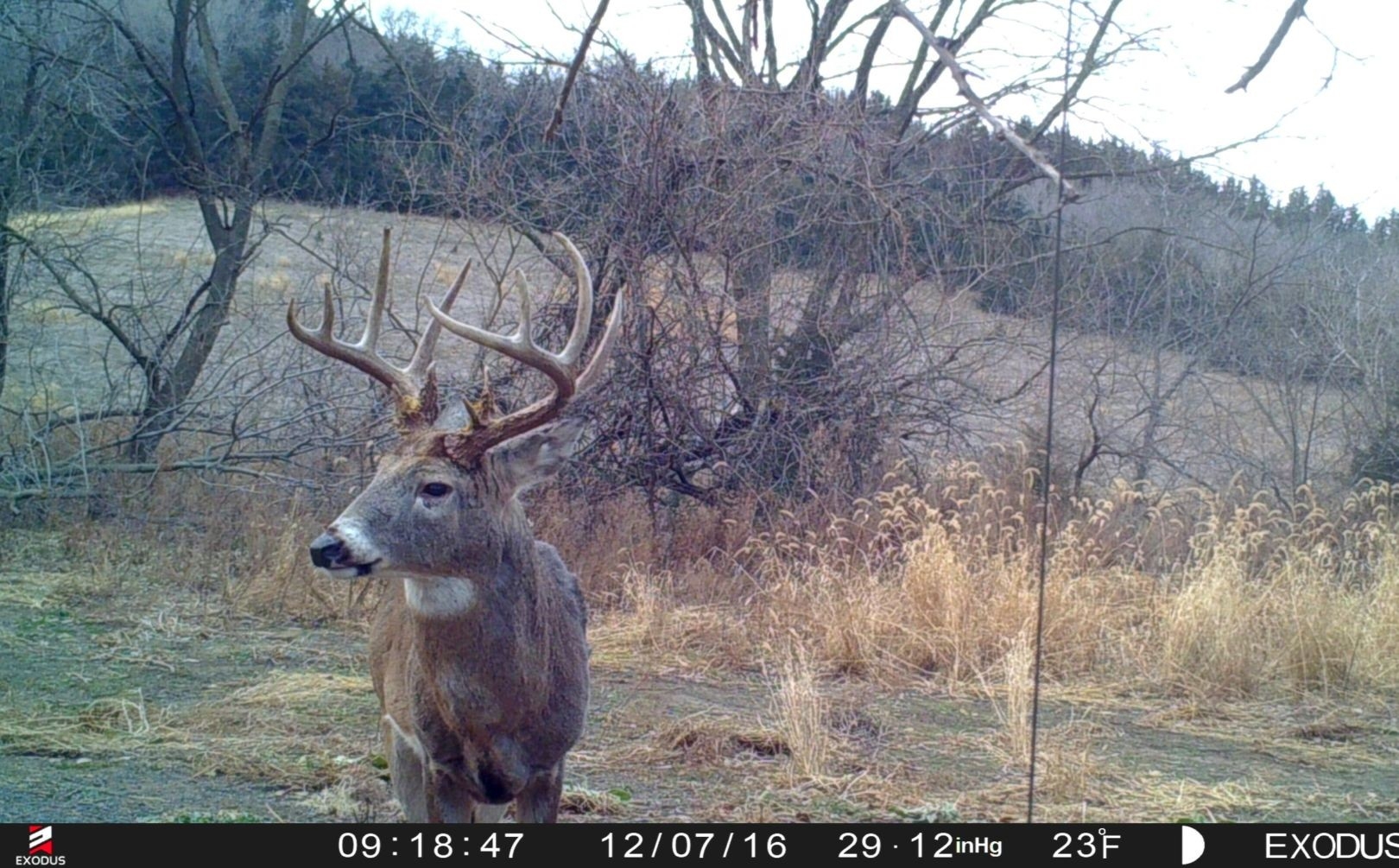 Post Rut Phase Hunting Tactics | Whitetail Habitat Solutions-2021 Michigan Deer Rut