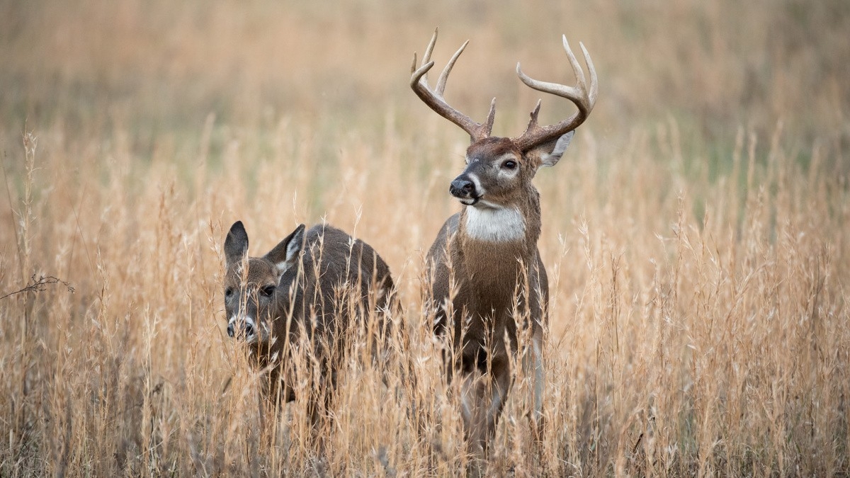 Predicting The 2020 Whitetail Rut | Meateater Hunting-Indiana 2021 Whitetail Deer Rut Timing Predictions