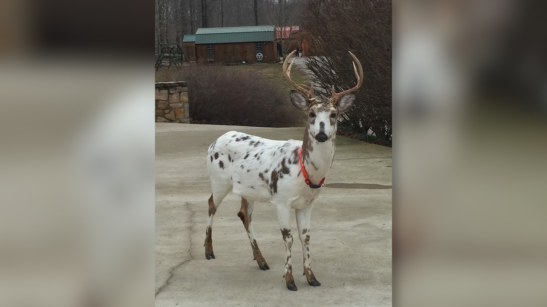 Rare West Virginia Deer Harvest Sparks Major Controversy-Virginia Whitetail Rut 2021