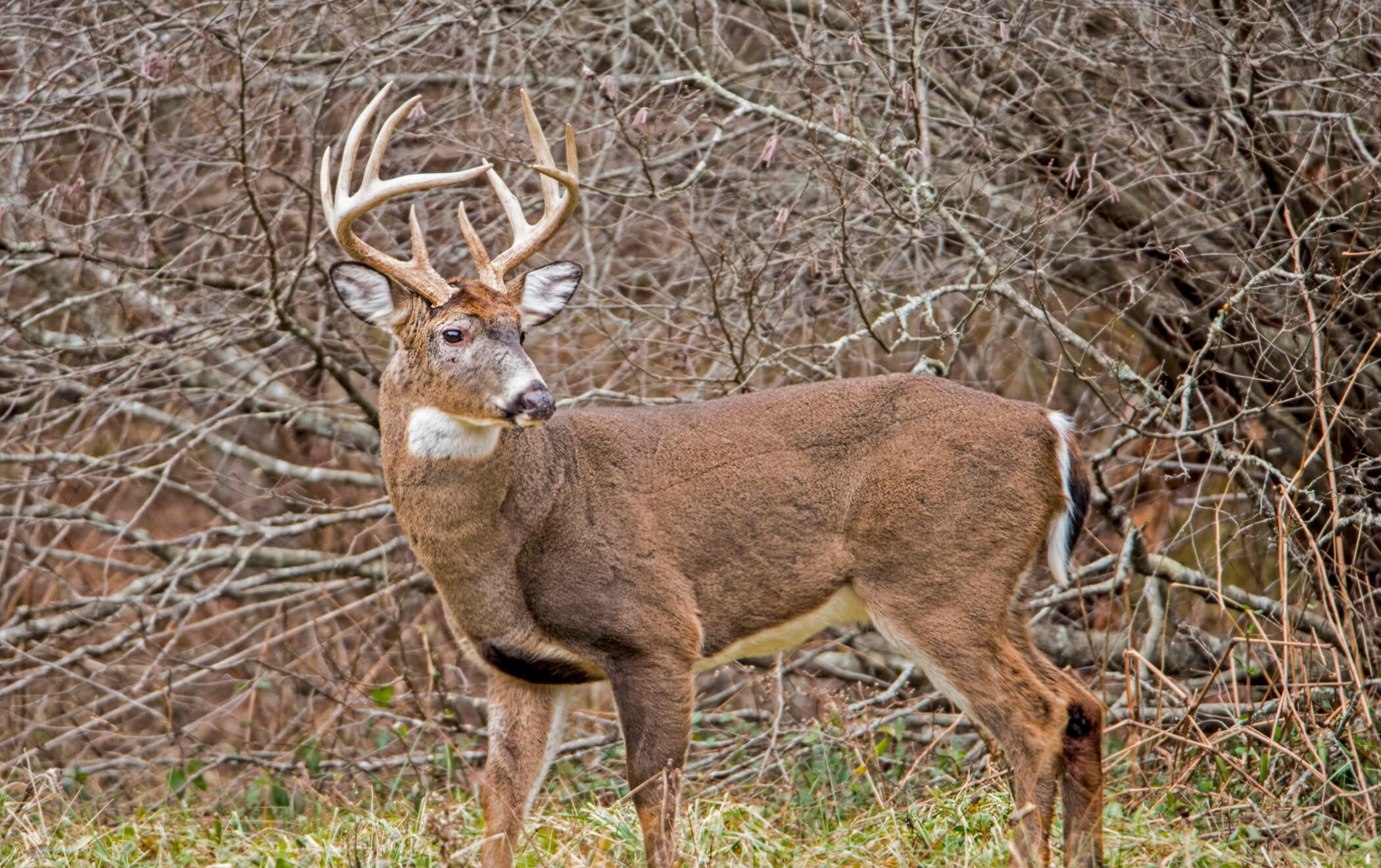 Rattling In Iowa: When, Where, Why And How-2021 Iowa Whitetail Rut