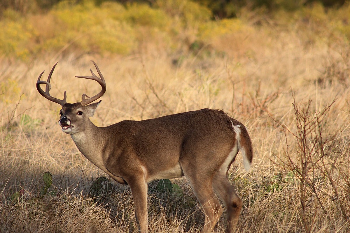 Rattling Up Big Texas Bucks During The Rut-Texas Deer Hunting Rut