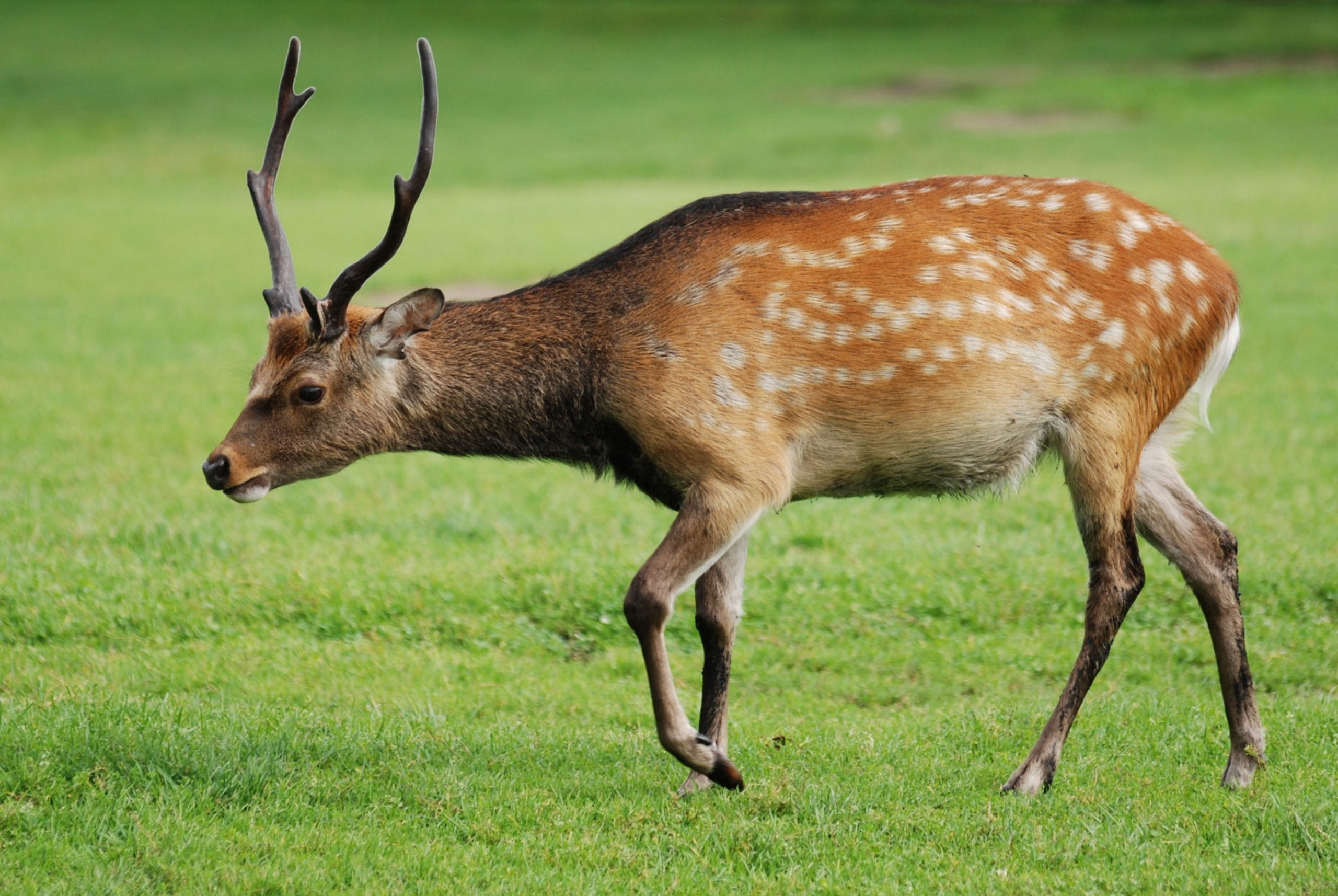 Sika Deer - Wikipedia-Printable 2021 Indiana Deer Season