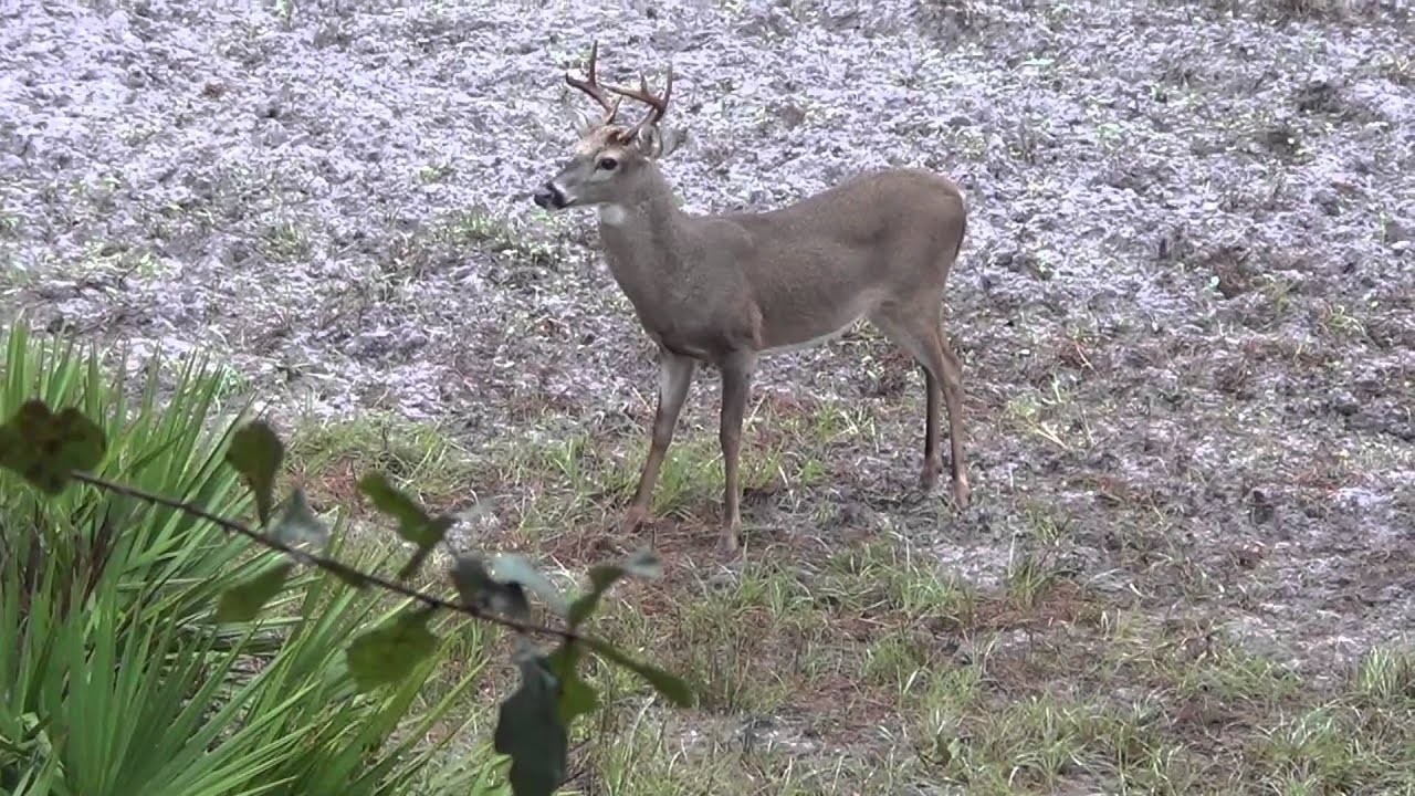 Southern Reality: Florida Bowhunting &quot;Rainy Day Buck&quot;-Northeast Florida Deer Rut Dates