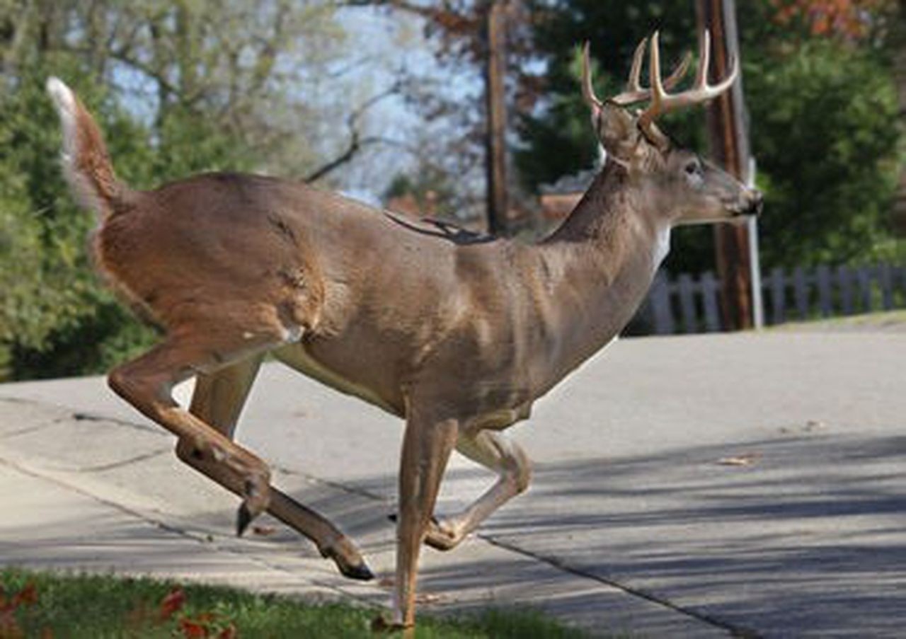 Southwest Michigan Deer Rut Activity Peaks, Whitetails-2021 Michigan Deer Rut