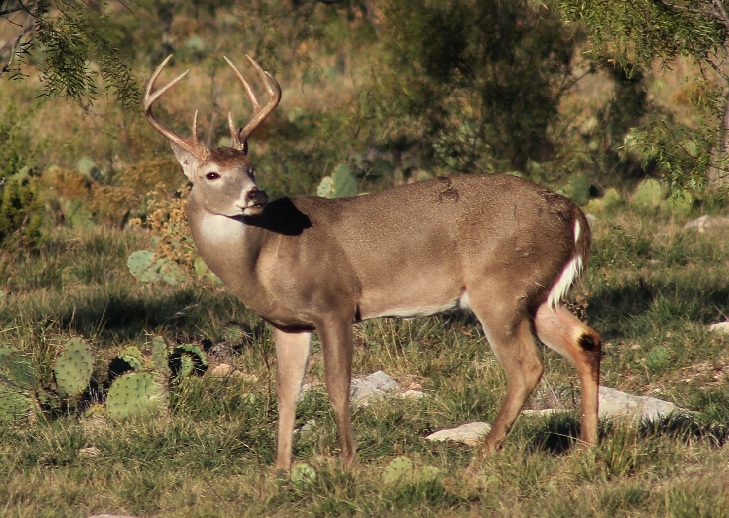 Texas Deer Hunting Checklist Provides Plan For Opening Day-Texas Deer Hunting Rut