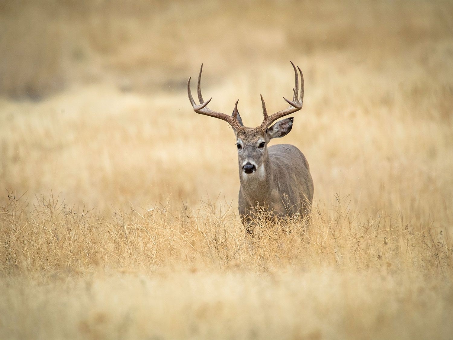 The 7 Best Days Of The 2020 Whitetail Deer Rut | Field &amp; Stream-2021 Deer Rut Calaender