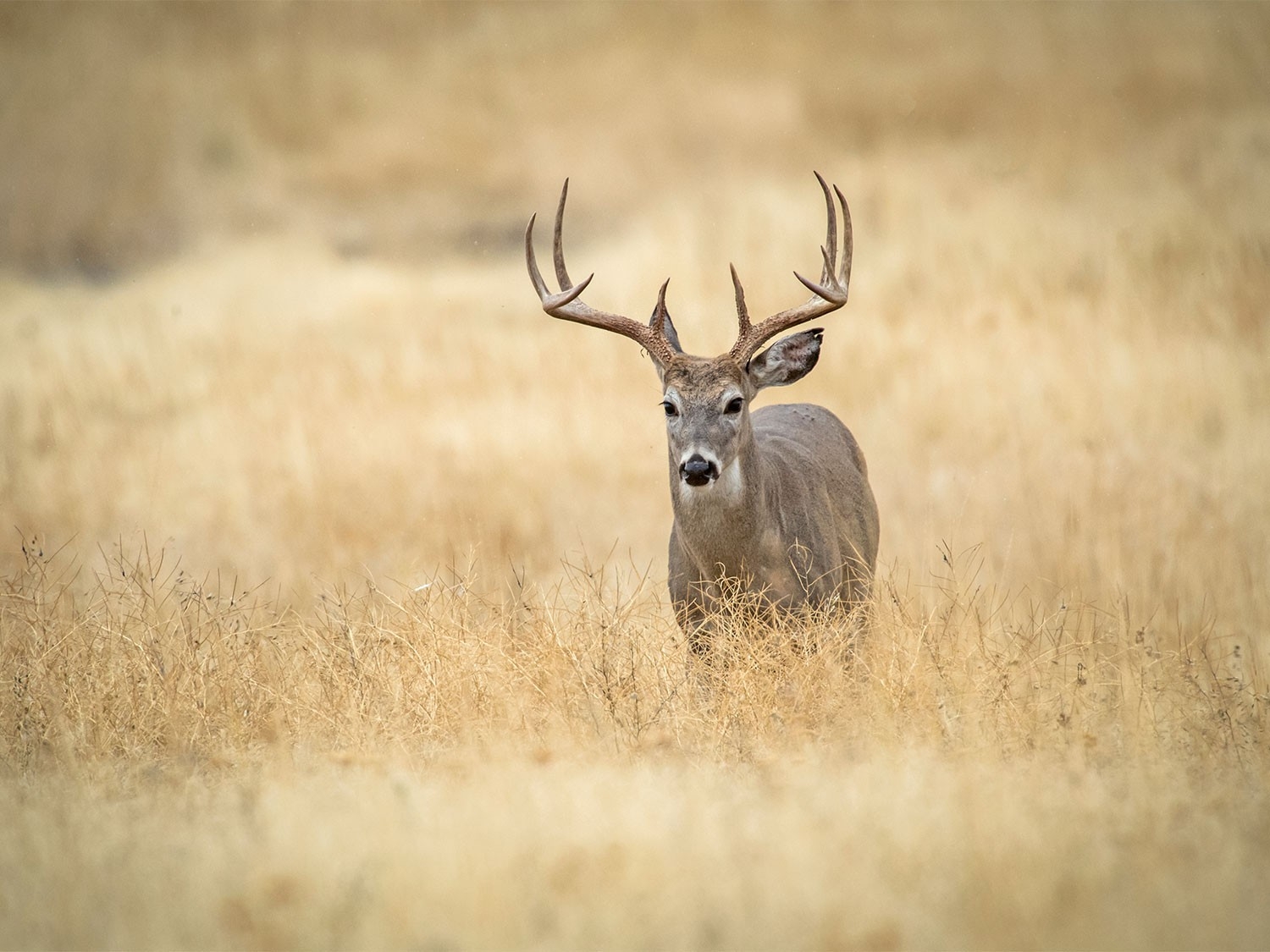The 7 Best Days Of The 2020 Whitetail Deer Rut | Field &amp; Stream-Deer Rut Forecast 2021