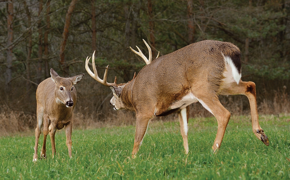 The Rut Revisited: How To Hunt The Right Place At The Right-Wny 2021 Whitetail Rutt