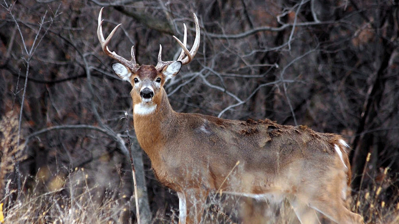 The Second Rut: What Is It And How Should You Hunt It?-Northeast Florida Deer Rut Dates