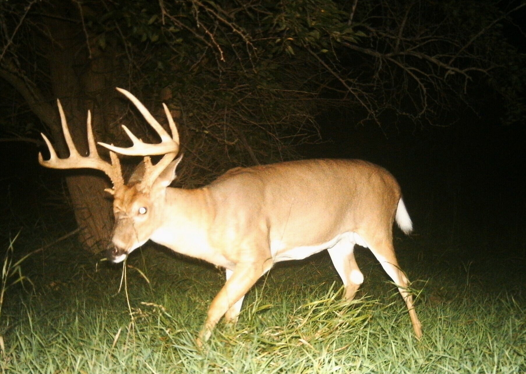 Traditional Whitetail Rut Timing | Whitetail Habitat Solutions-2021 Illinois Deer Rut Predictions