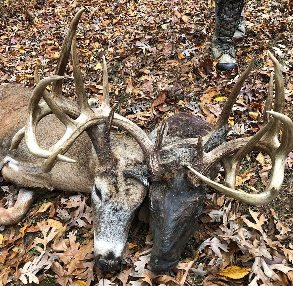 Two-Headed&#039; Deer Killed In Ballard Co., Ky-Kentucky Deer Rut Season