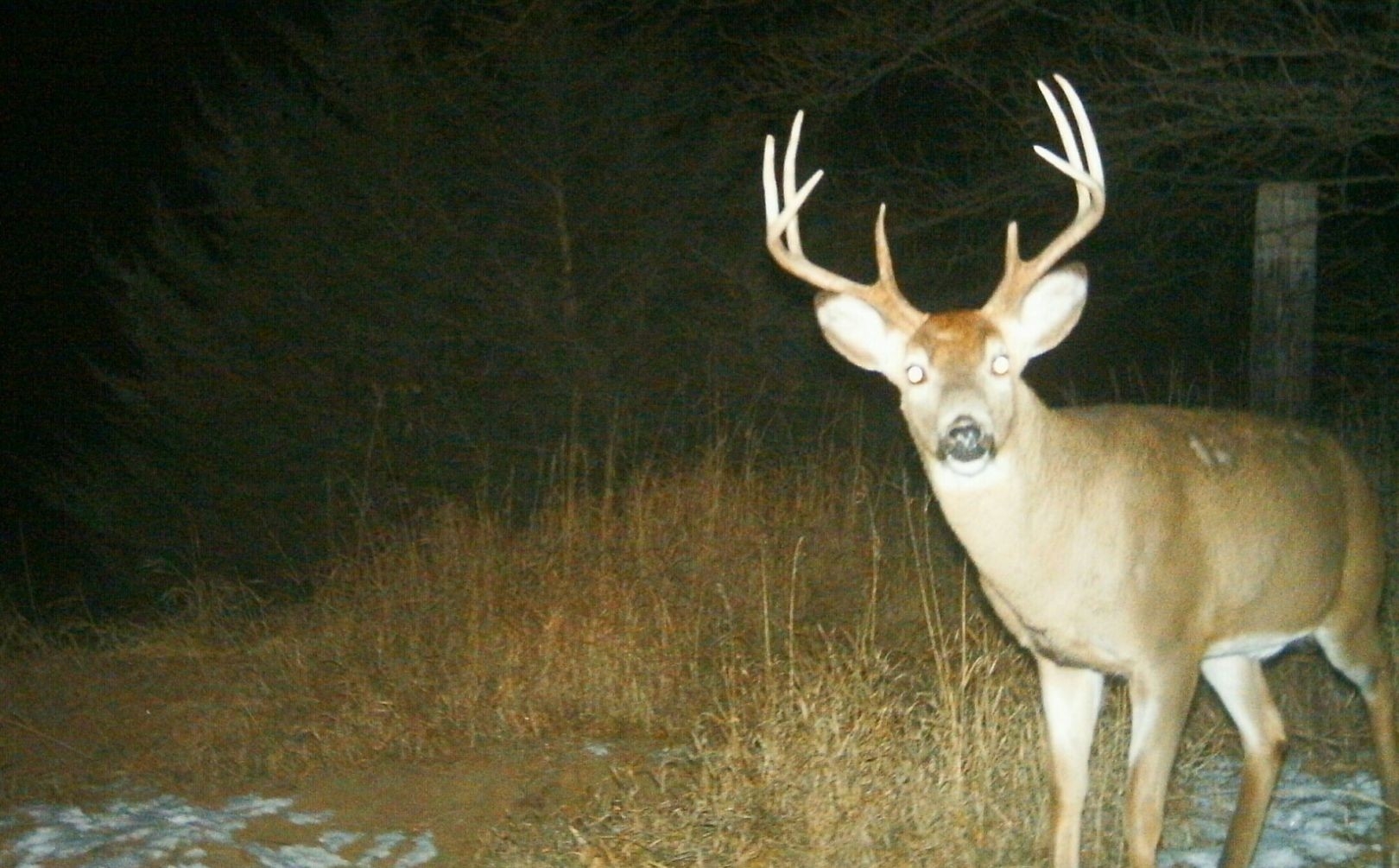 When To Hunt The Whitetail Rut | Whitetail Habitat Solutions-Dates Of Whatetail Rut In Wisconsin 2021