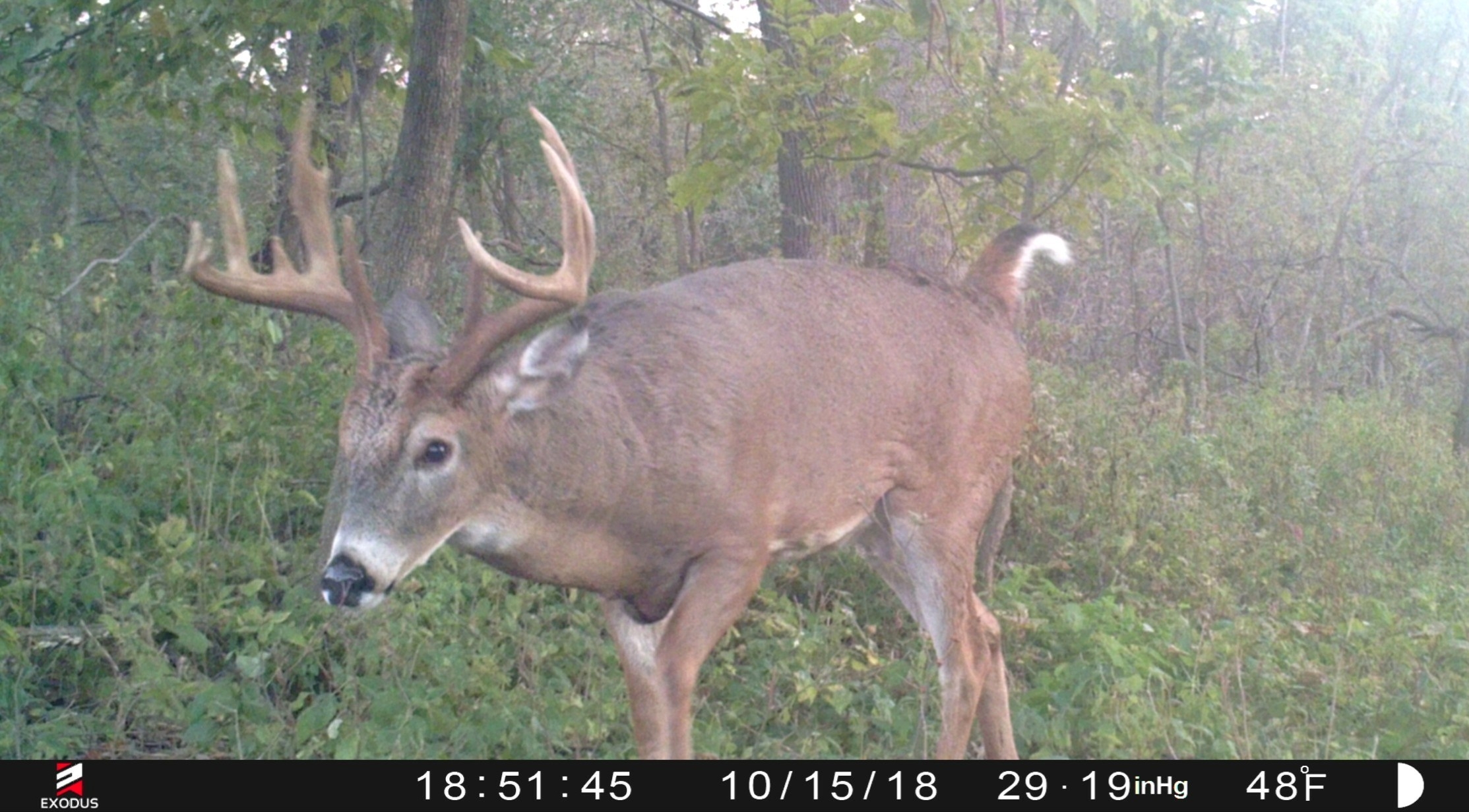 Deer Rut Forecast 2021 Calendar Template Printable