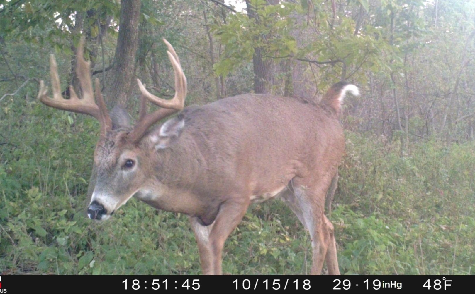When Will The Whitetail Rut Begin | Whitetail Habitat Solutions-Indiana 2021 Whitetail Deer Rut Timing Predictions