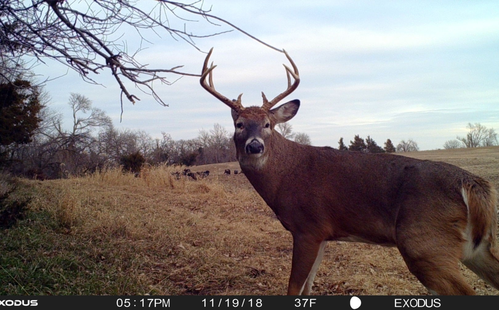 Where Does A Buck Bed? Top 10 Spots | Whitetail Habitat-Indiana 2021 Deer Rut