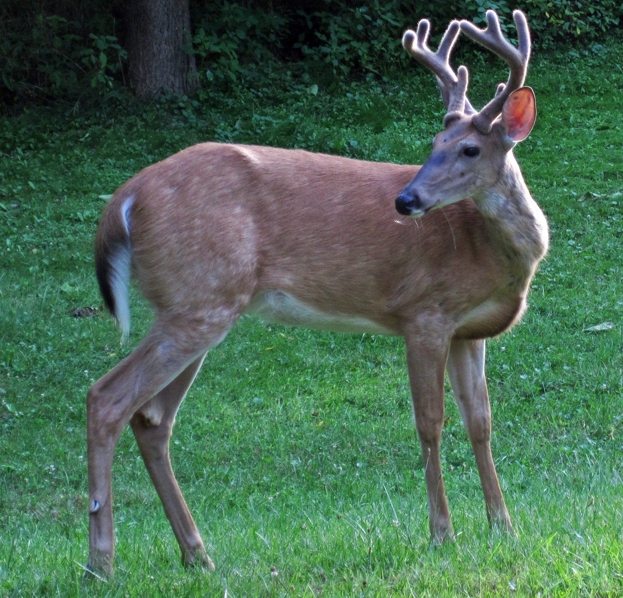 White-Tailed Deer - Wikipedia-2021 Whitetail Deer Rut Predictions In Ct