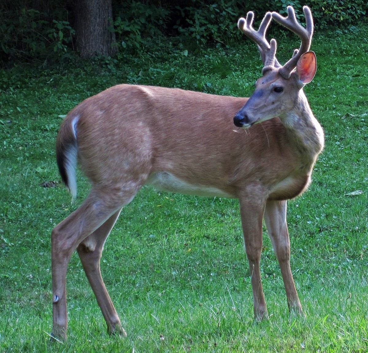White-Tailed Deer - Wikipedia-Printable 2021 Indiana Deer Season