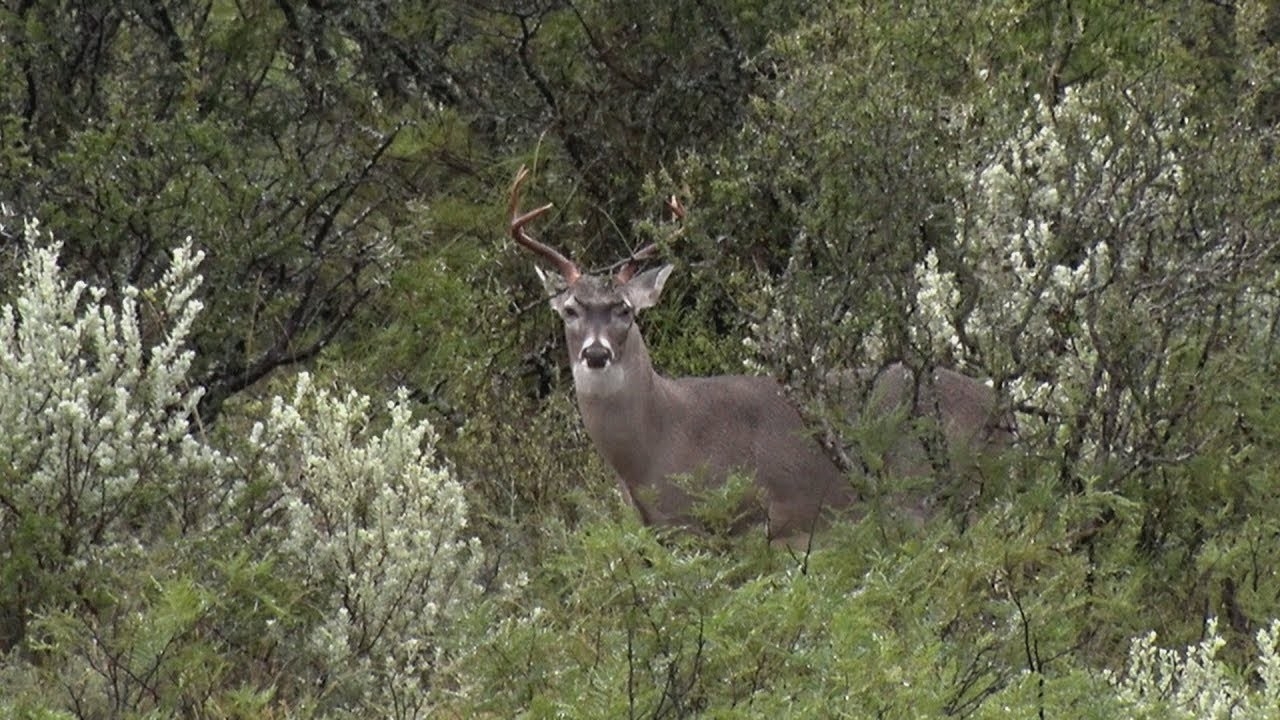 Whitetail Rut Hunt In Texas-Texas Deer Hunting Rut