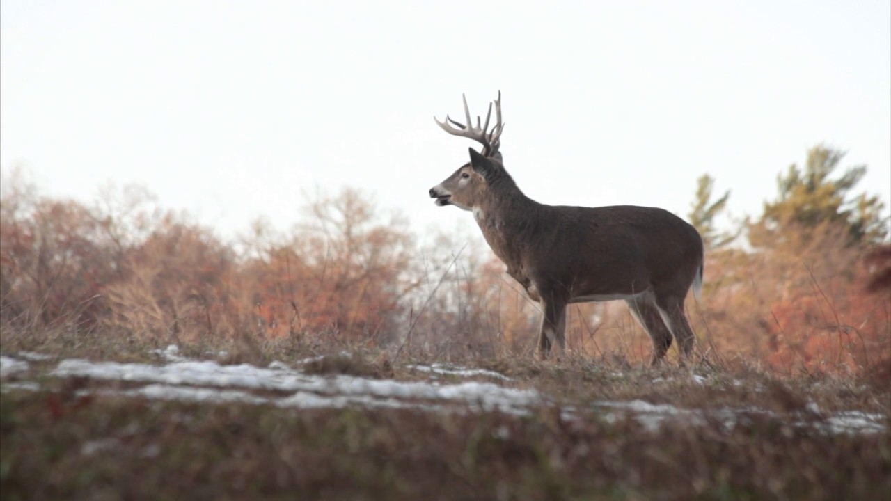 Whitetail Rut: Three Things You Need To Know-When The Rut In Wv