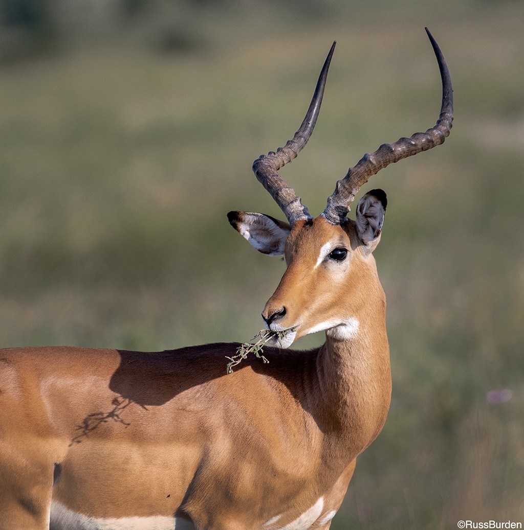 Wildlife Images: Steps For Success - Fooshya-Louisiana Deer Rut 2021-2021