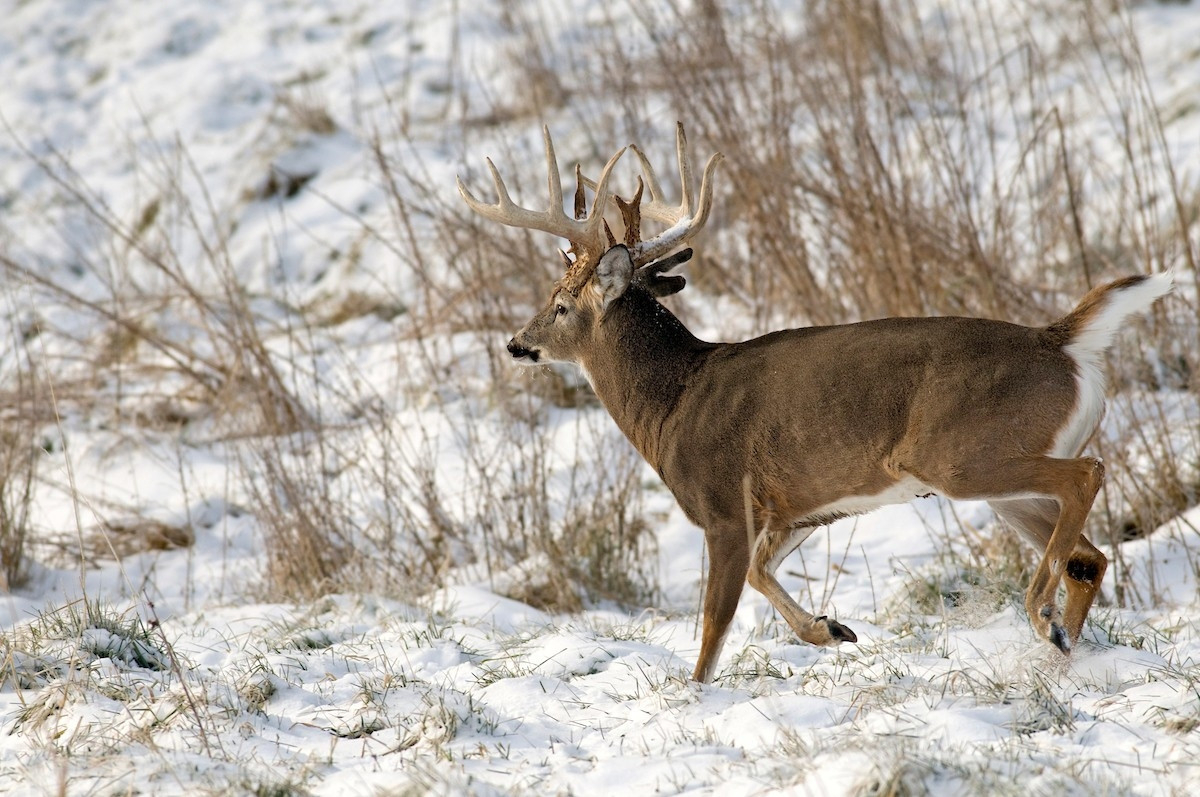 2021 Deer And Deer Hunting Rut Calendar | Calendar-Deer Hunting Prediction Calendar