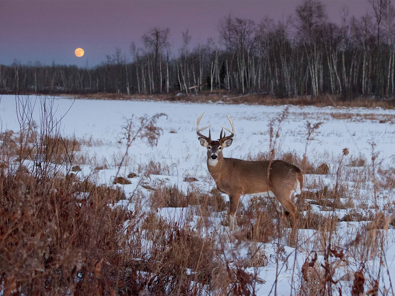 2021 Deer And Deer Hunting Rut Calendar | Calendar-Michigan 2021 Deer Hunting Outlook