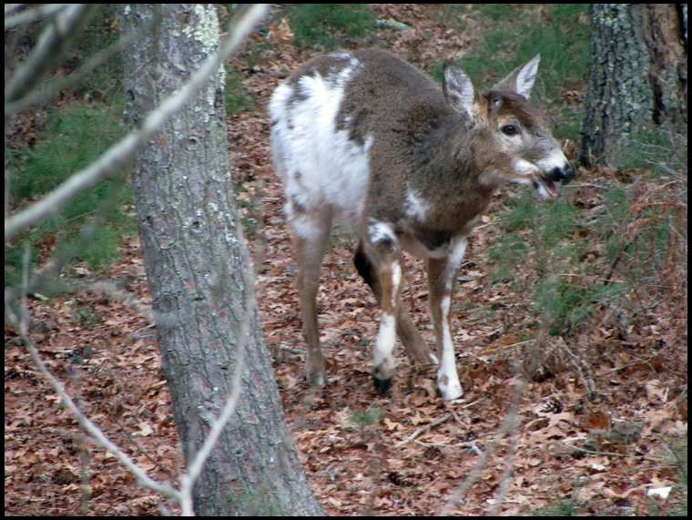 Albino Deer In My Friends Yard-When Is Deer Rut In Mass