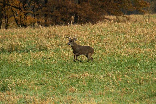 Buck In Rut By Amanda Kiplinger | Animal Games, Whitetail-When Is Deer Rut In Mass