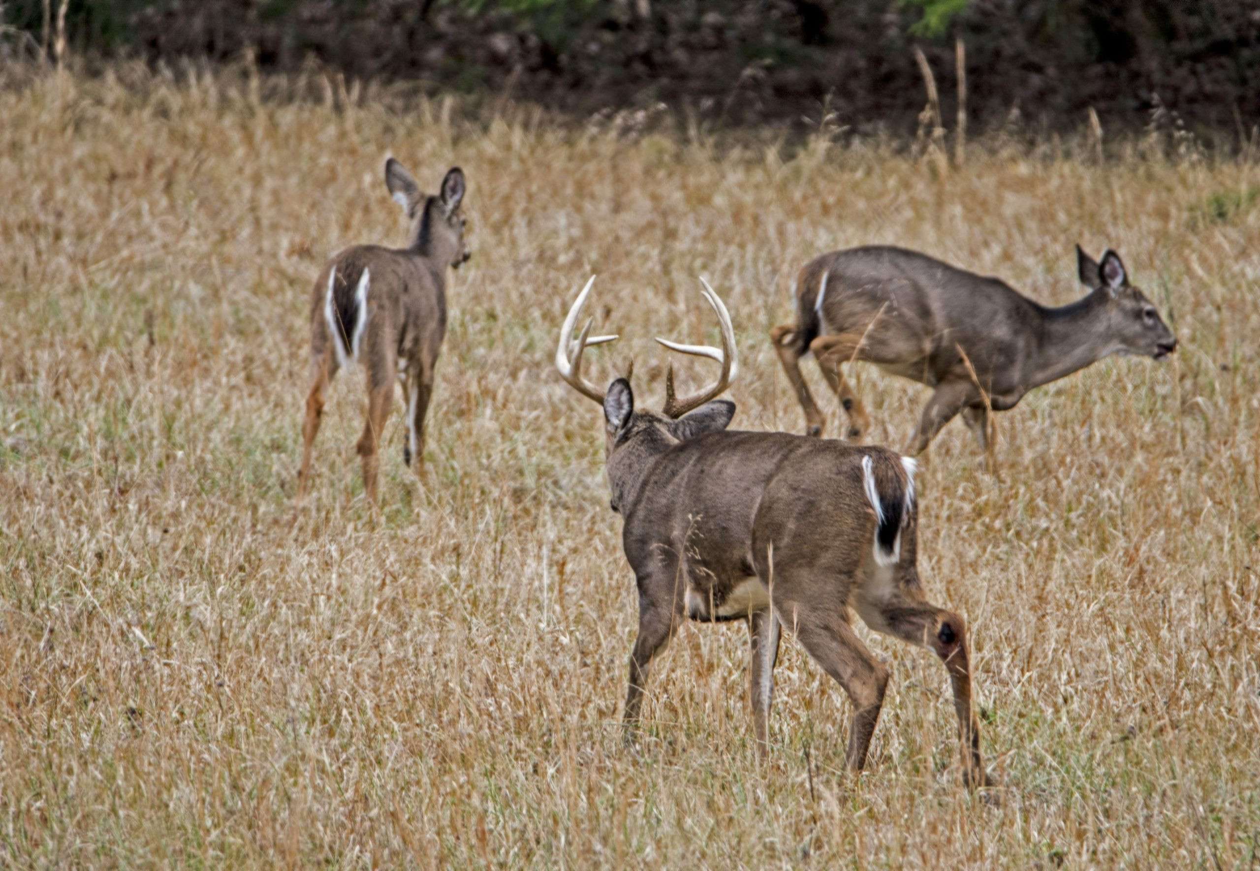 Collect When Il Deer Rut 2020 | Calendar Printables Free Blank-Montana White Tail Deer Rut 2021