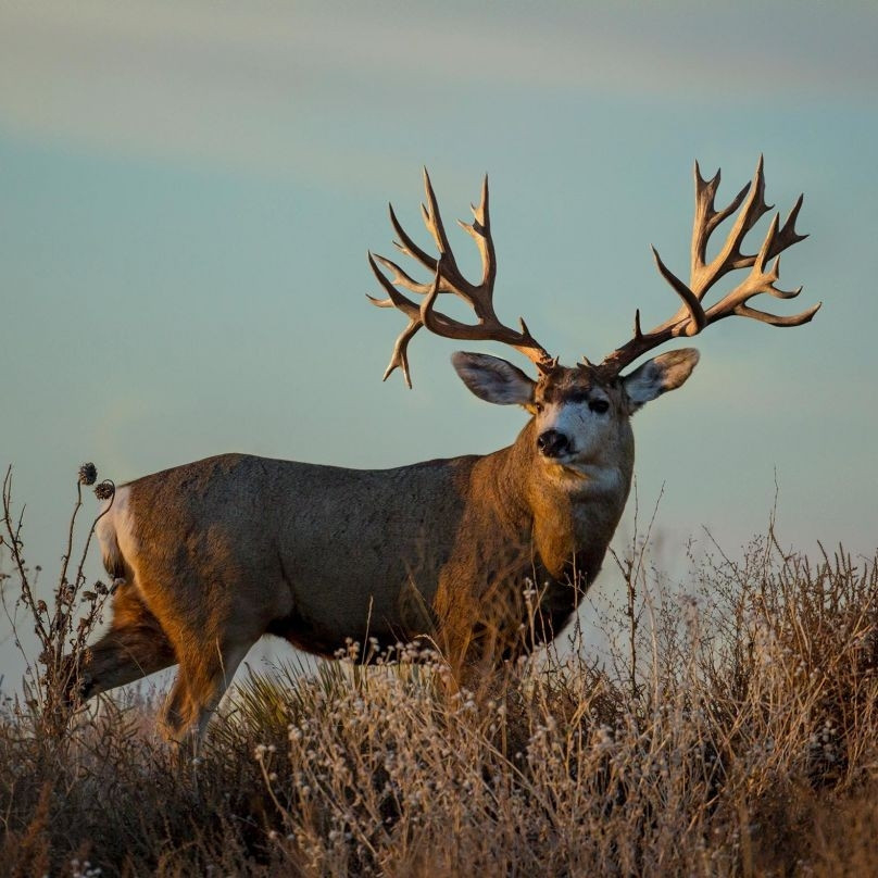 Dates For Indiana Deer Rut 2021 | Calendar Template Printable-Michigan 2021 Deer Hunting Outlook