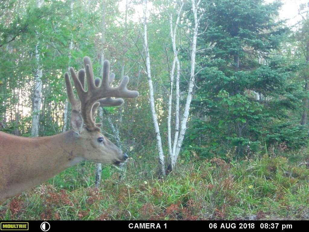 Deer Hunting Prediction Calendar | Calendar Template Printable