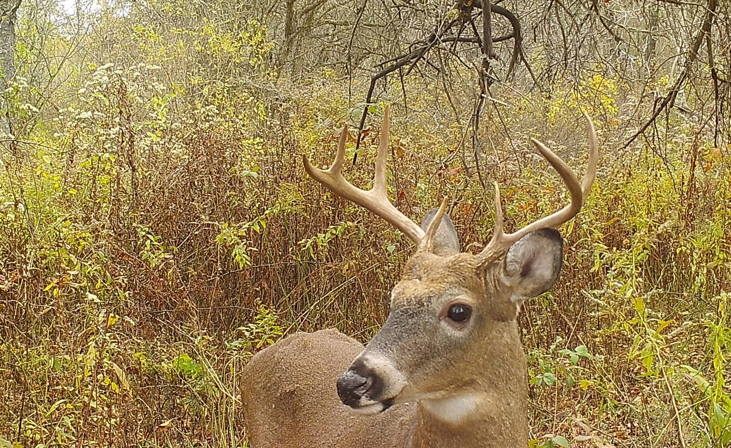 Deer And Deer Hunting Rut Forecast Nys | Calendar Printables Free Blank-Deer And Deer Hunting Rut Calendar