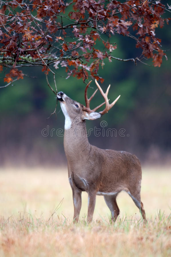 Deer Rut Maryland 2021 | Calendar Printables Free Blank-Deer And Deer Hunting Rut Calendar