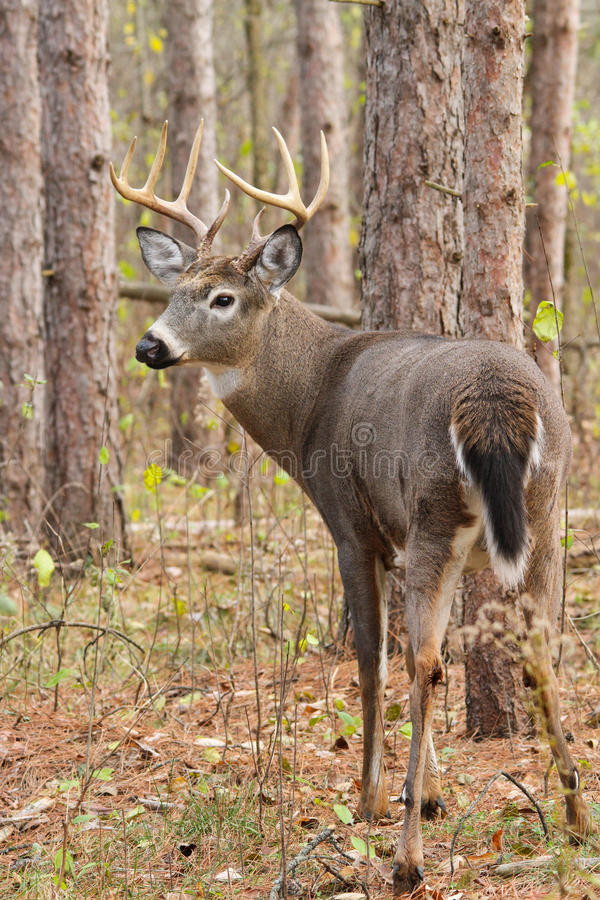 Md Deer Rut 2021 | Calendar Printables Free Blank-Michigan 2021 Deer Hunting Outlook