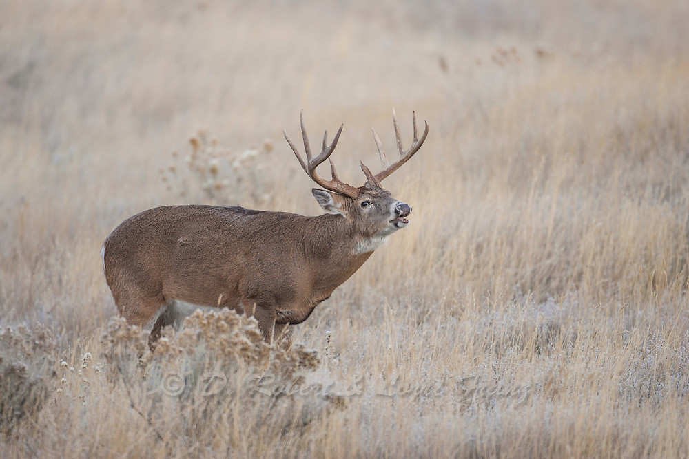 Montana Whitetail Bucks During The Fall Rut | Yellowstone-Montana White Tail Deer Rut 2021