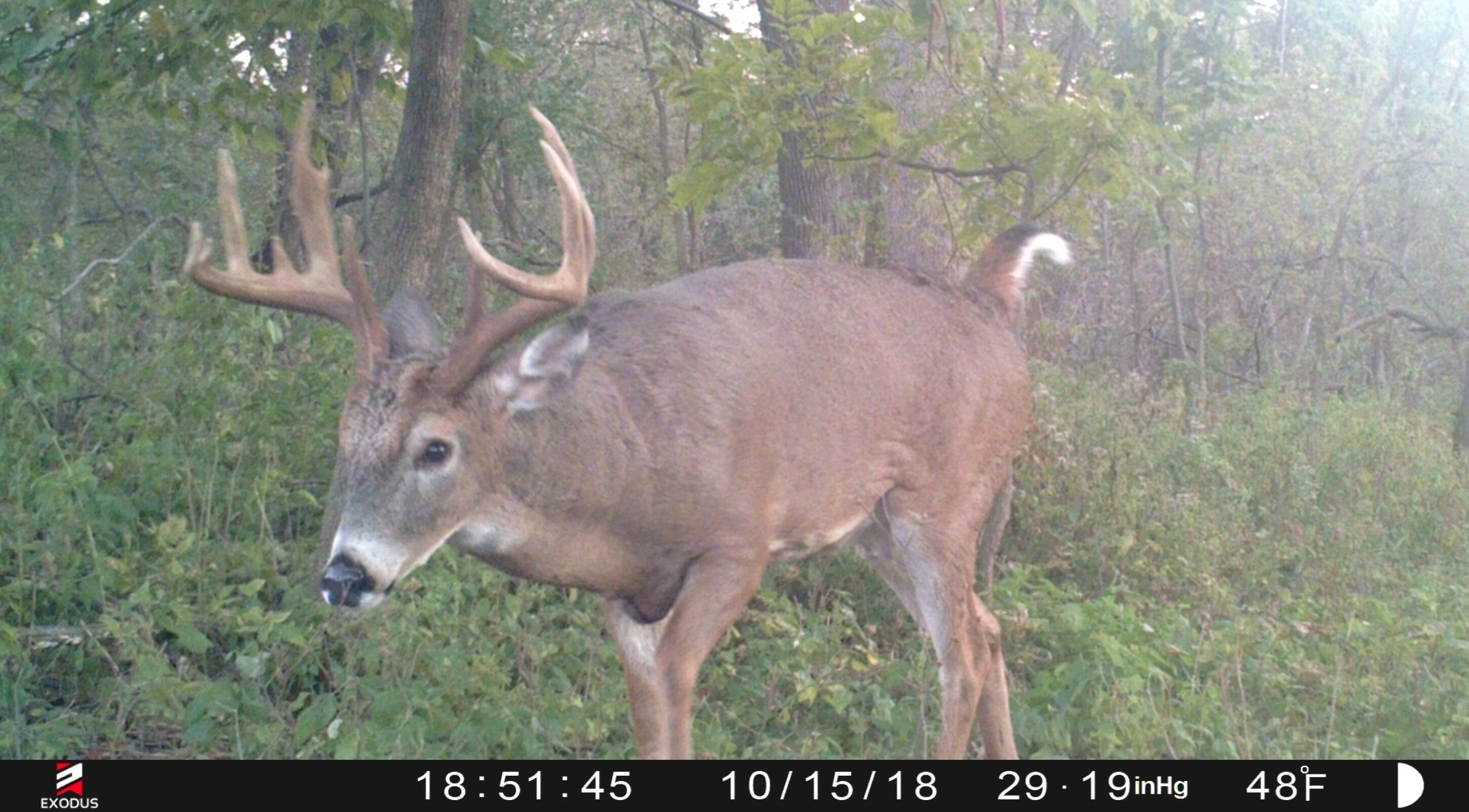 Michigan 2021 Deer Hunting Outlook Calendar Template Printable