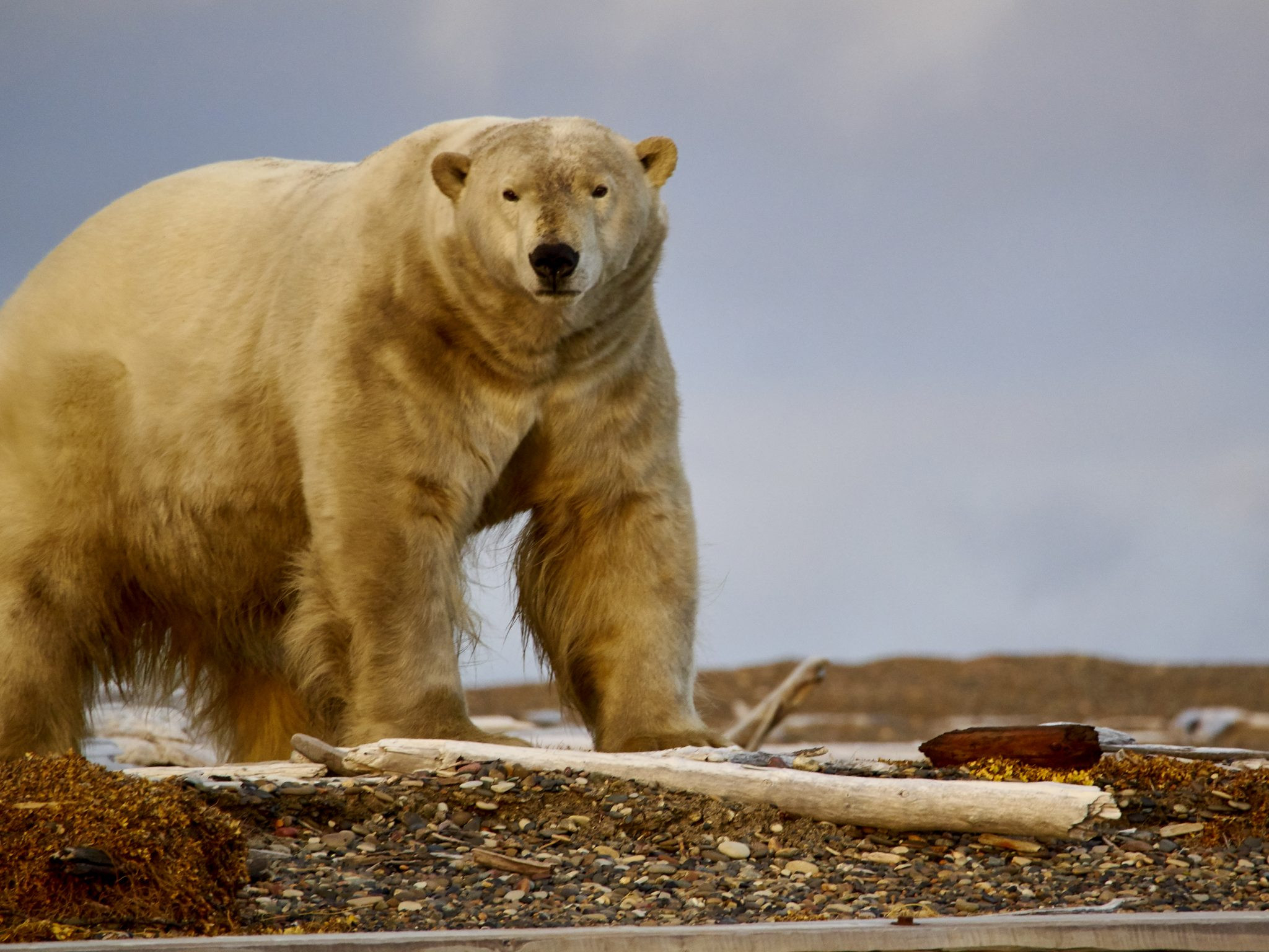 Welcome ~ Wild Departures Wildlife Photo Tours-Rut In Wv 2021