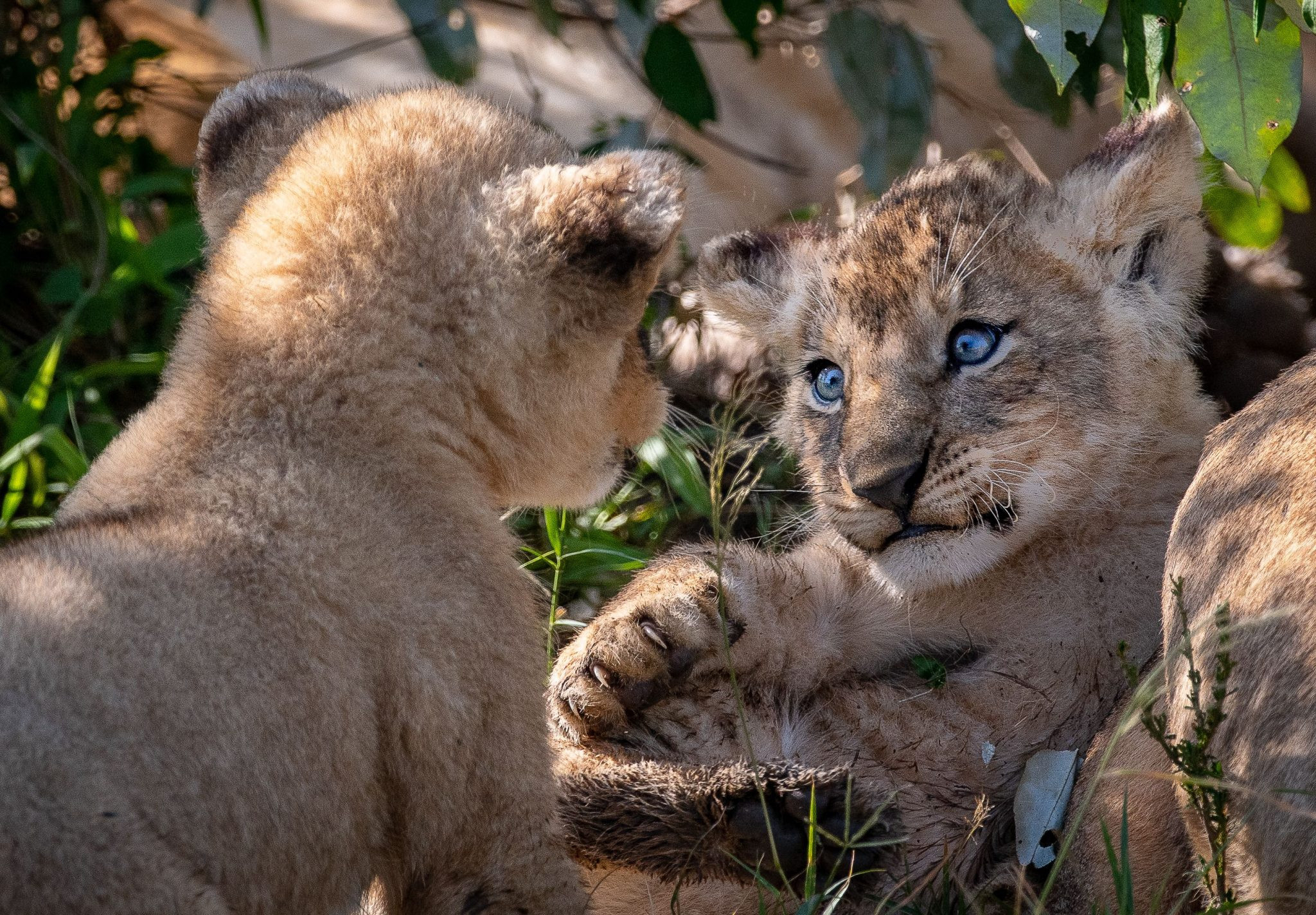 Welcome ~ Wild Departures Wildlife Photo Tours-Rut In Wv 2021